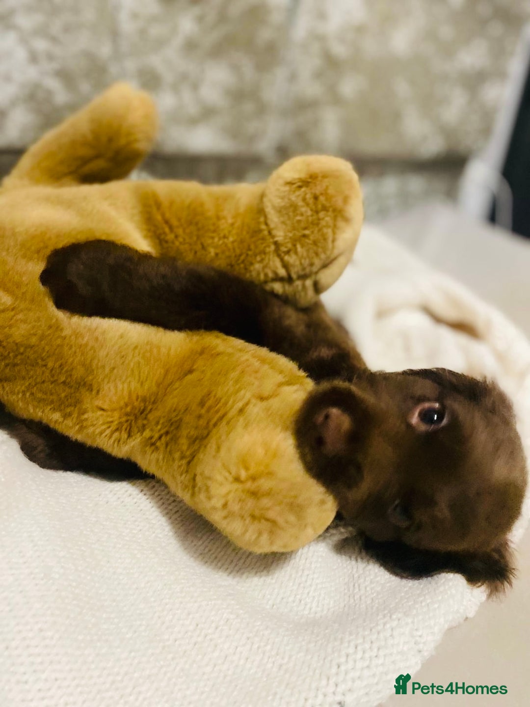 Cocker Spaniel dogs for sale: 3 boys 1 girl Ready to leave show cocker puppies  - Image 1