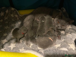 British Shorthair cats - Advert 1