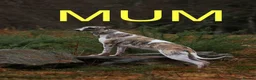 Whippet dogs for sale: Unique whippet brindle puppies in Derby - Advert 14