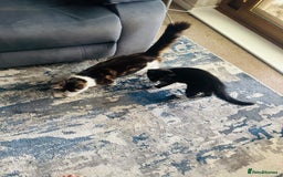 Mixed Breed cats for sale: Dragan  - Image 4