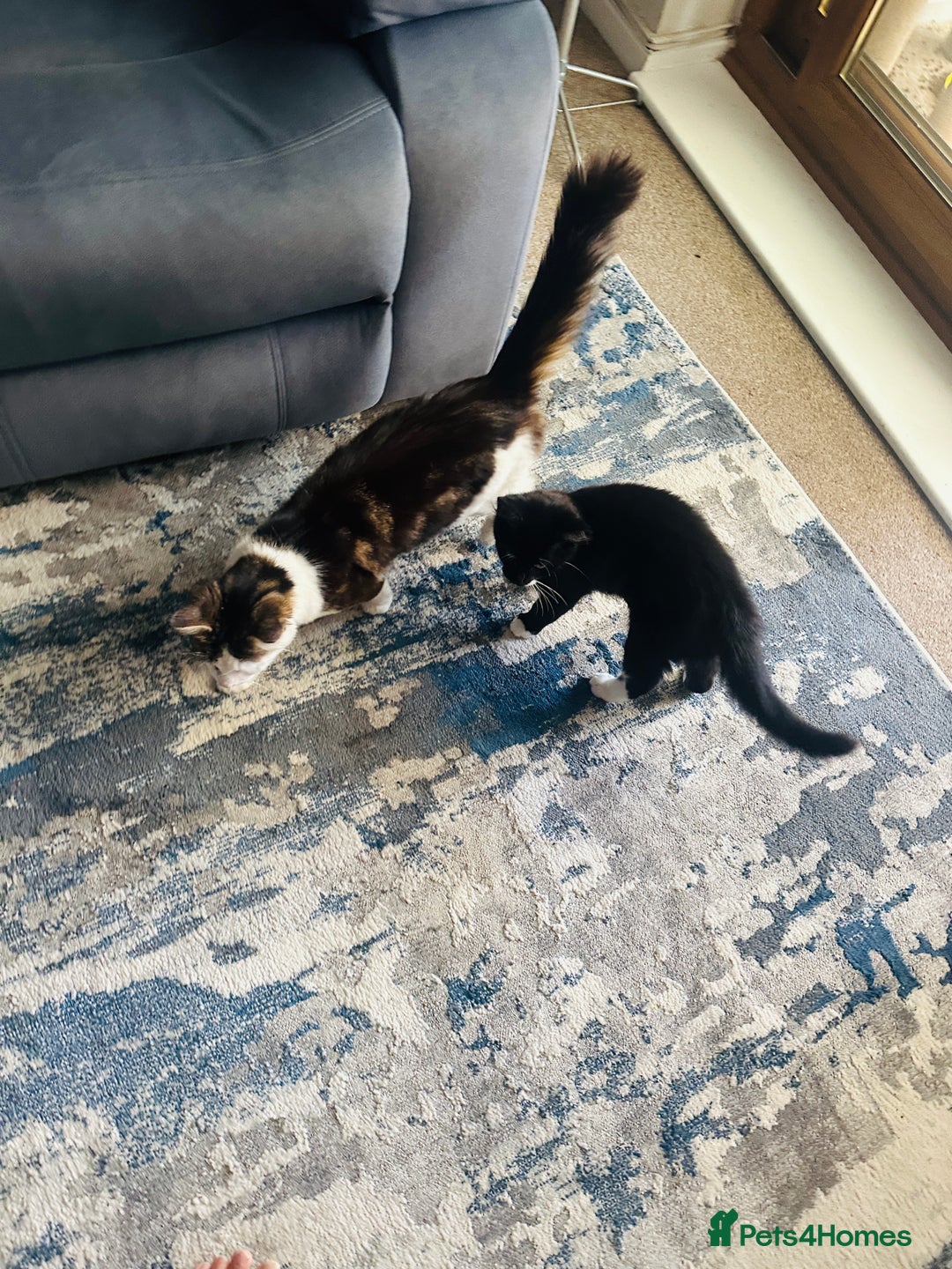 Mixed Breed cats for sale: Dragan  - Image 4