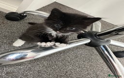 Mixed Breed cats for sale: 4 adorable male Siberian mix kittens 🐾 - Image 8