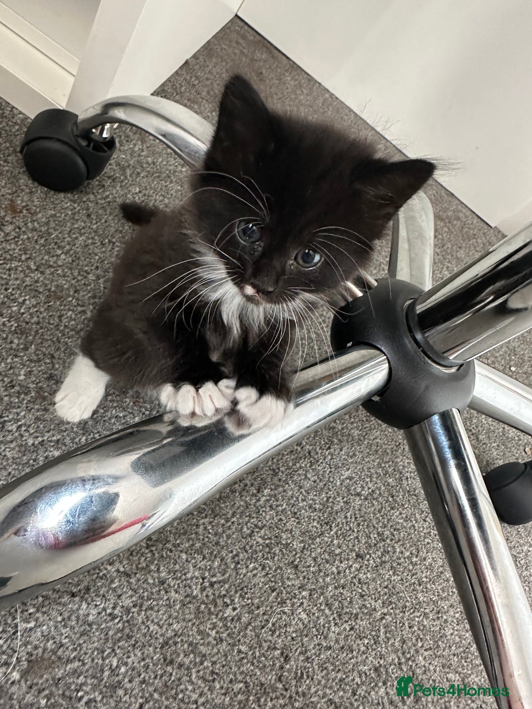 Mixed Breed cats for sale: 4 adorable male Siberian mix kittens 🐾 - Image 8