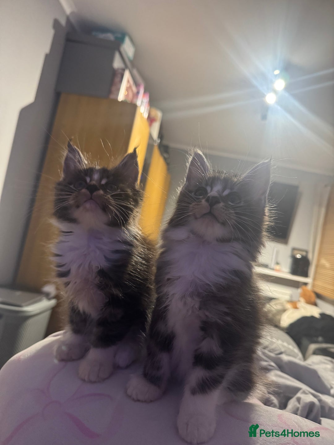 Maine Coon cats for sale: Full Maine Coon for sale - Advert 4