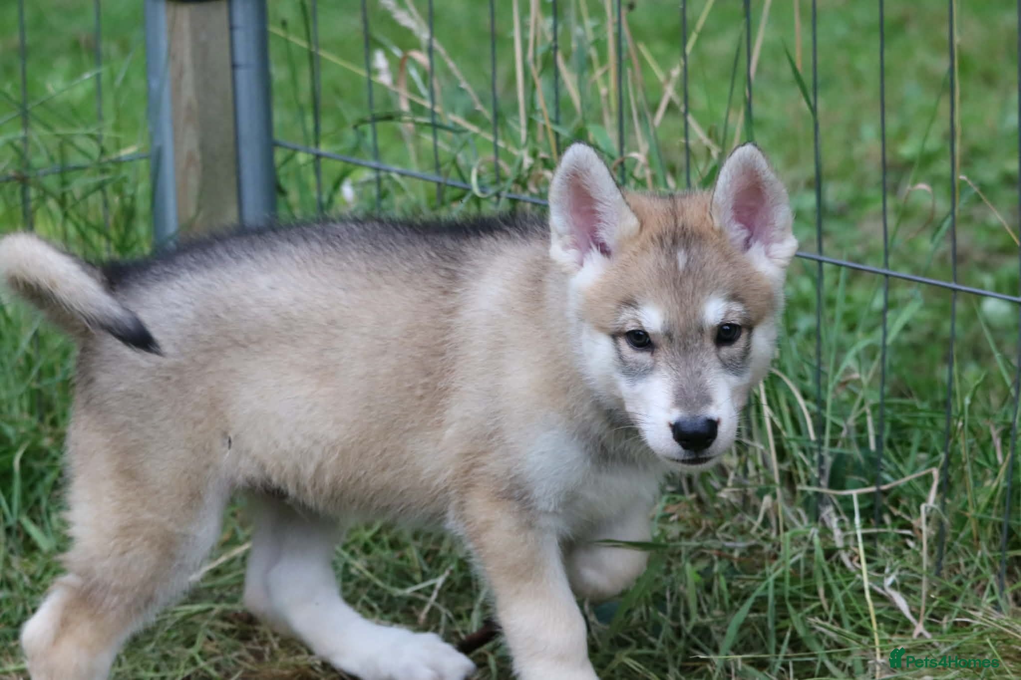 Saarloos Wolfdog dogs Timber dog puppies - Advert 2