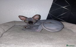 Sphynx cats for sale: Sphynx kitten  - Image 1