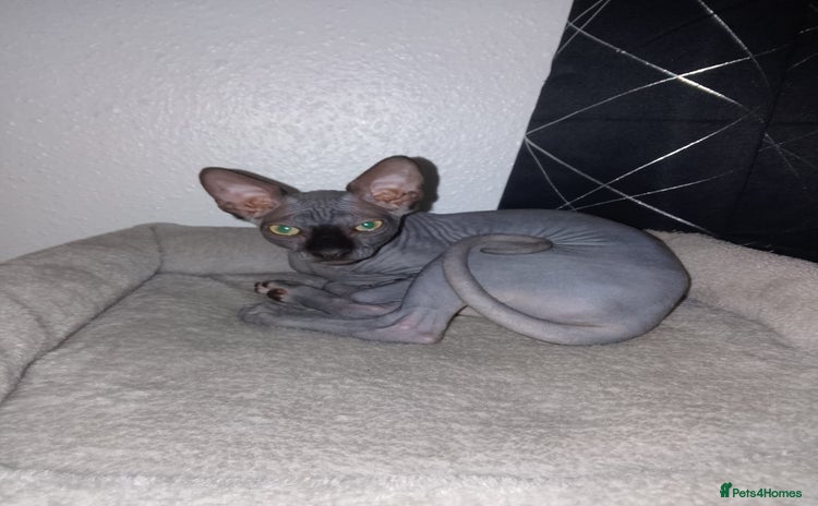 Sphynx cats - Advert 1
