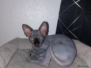 Sphynx cats - Advert 4