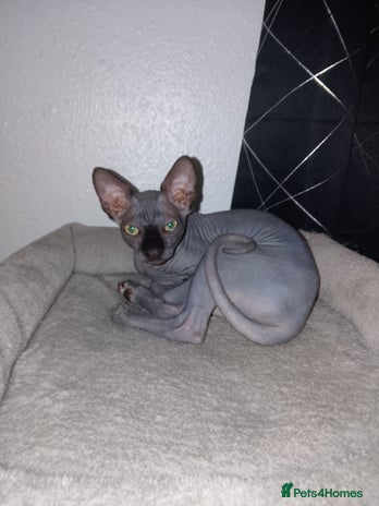 Sphynx cats - Advert 5