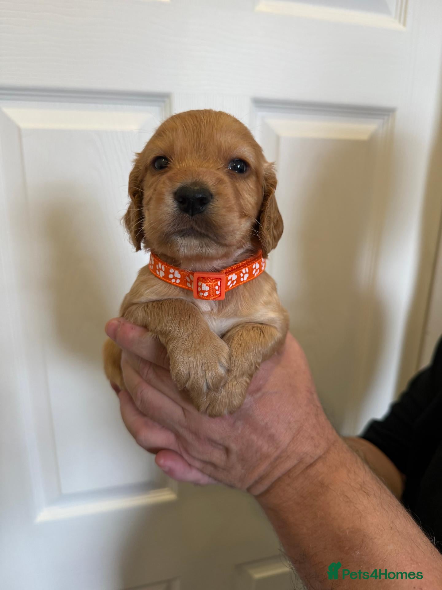 Cocker Spaniel dogs Beautiful Working Cocker KC Registered pups - Advert 1