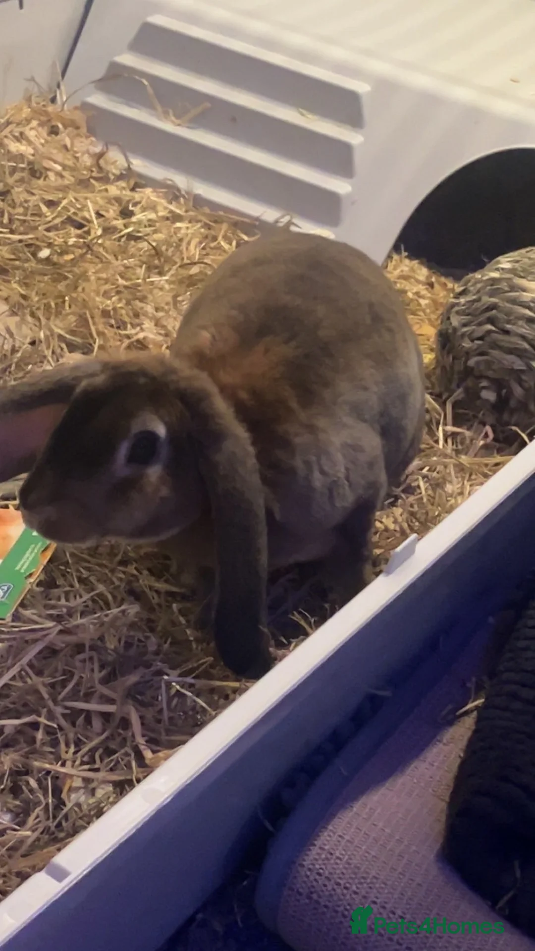 Mini Lop rabbits for sale: 1 mini lop 1 mini rex urgent sell in Chichester - Advert 2