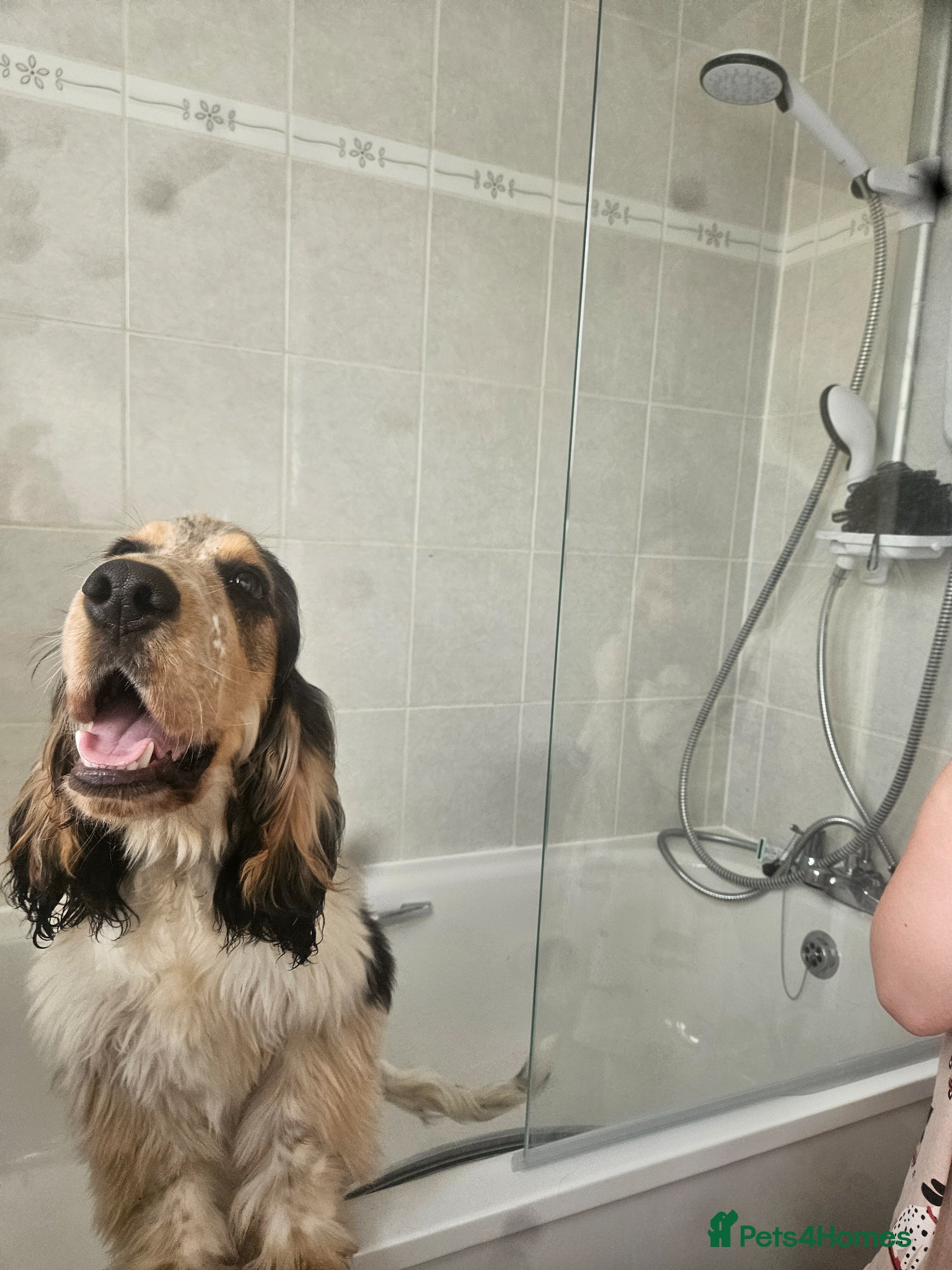 Cocker Spaniel dogs for sale: Beautiful male show cocker  - Advert 4