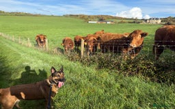 German Shepherd dogs for adoption: Adopt beautiful Skye! - Advert 5