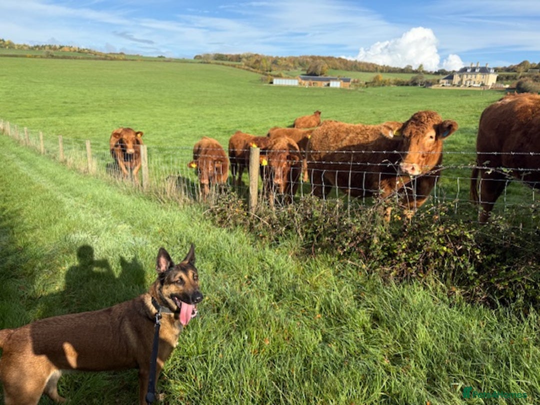 German Shepherd dogs for adoption: Adopt beautiful Skye! - Advert 5