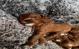 Cavapoo dogs for sale: Merlesque ⭐️⭐️⭐️⭐️⭐️F1 Cavapoos 200 DNA - Image 32