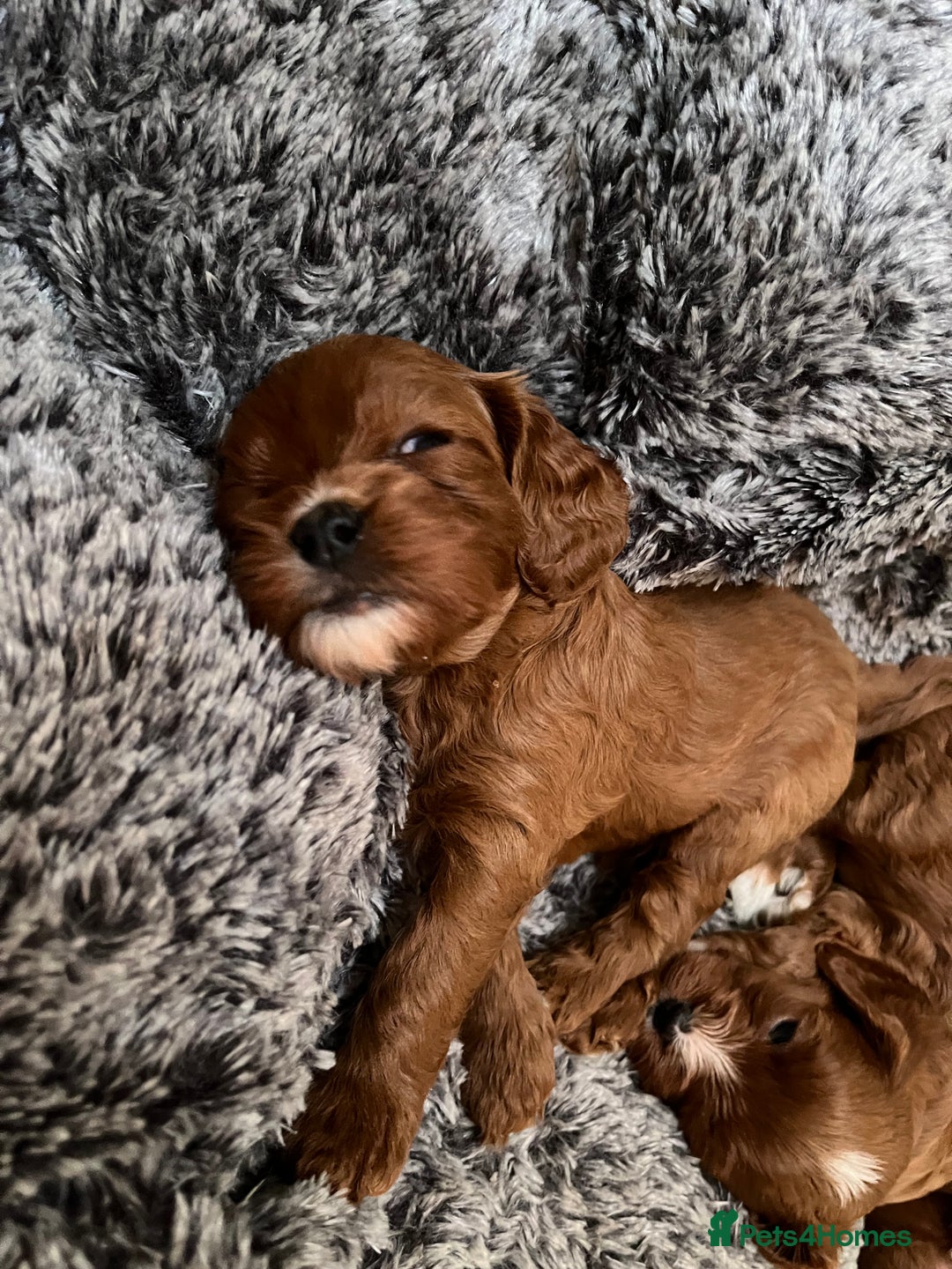 Cavapoo dogs for sale: Merlesque ⭐️⭐️⭐️⭐️⭐️F1 Cavapoos 200 DNA - Image 32