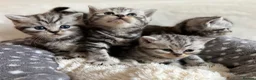 British Shorthair cats for sale: GCCF Rare Show Quality BSH Silver Tabby Kittens  - Advert 7