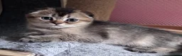 Scottish Fold cats for sale: 💎 Stunning TICA Reg. Scottish Fold Kittens 🐾 - Advert 16