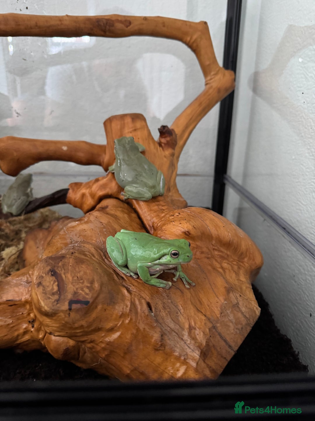 Frog reptiles for sale: 9 tree frogs and terrarium  - Advert 1