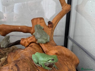 Frog reptiles 9 tree frogs and terrarium - Advert 2