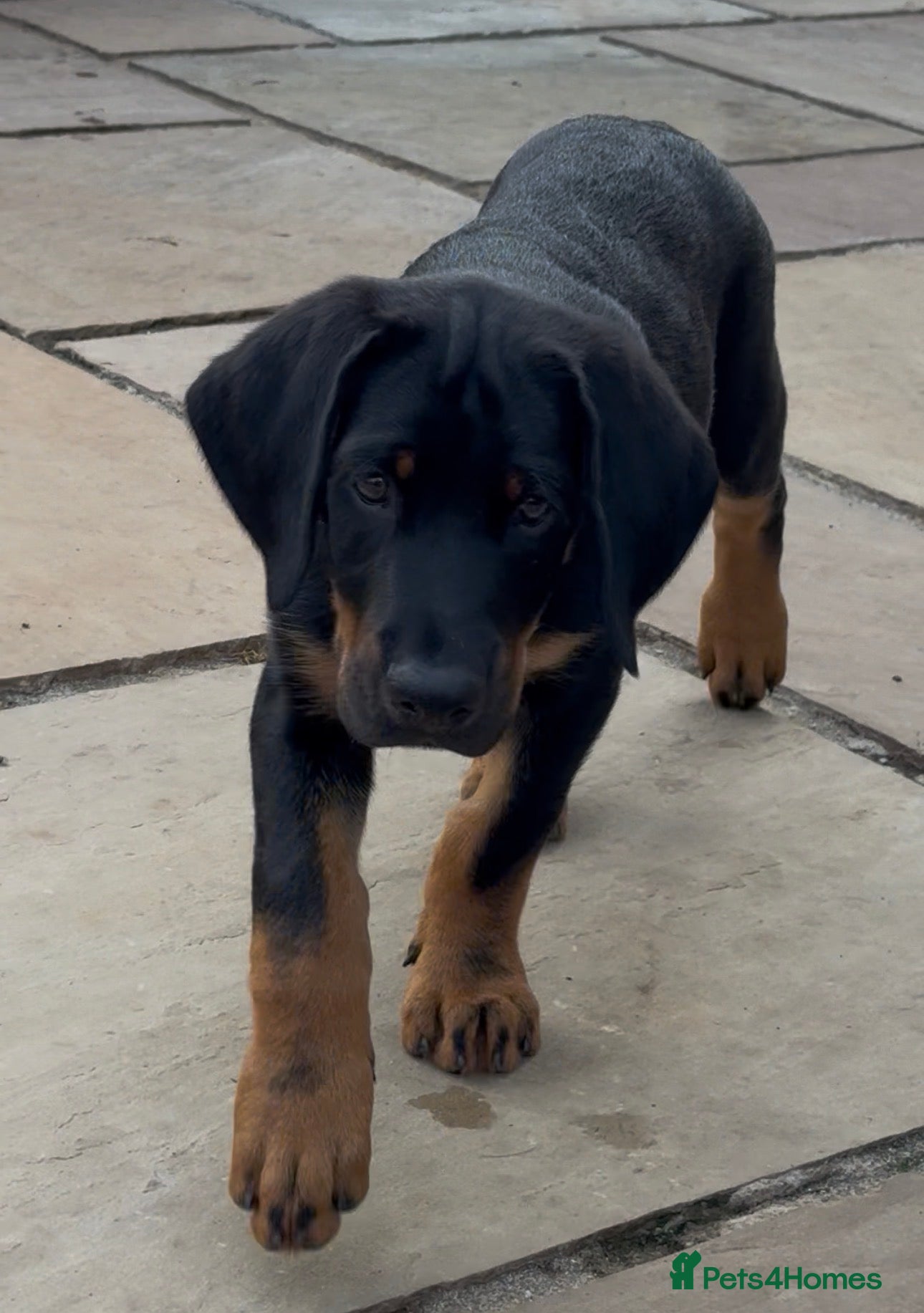Mixed Breed dogs Doberman puppy 1 boy left ready now  - Advert 2