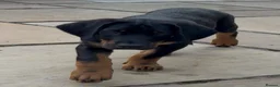 Mixed Breed dogs for sale: Doberman puppy 1 boy left ready now  - Advert 6