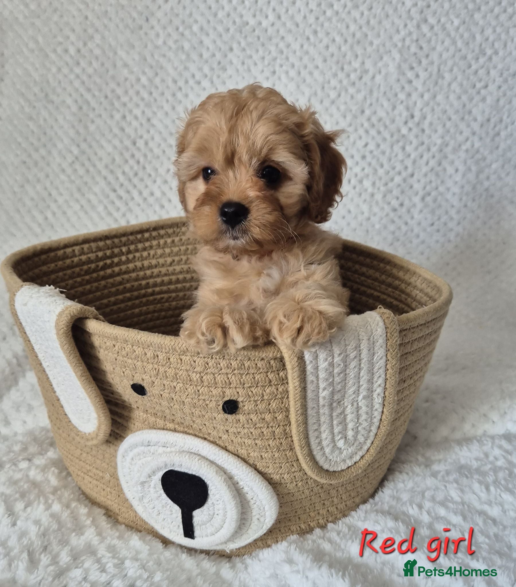 Cavapoo dogs Adorable F1 Cavapoo puppies - Advert 2
