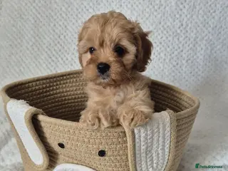 Cavapoo dogs Adorable F1 Cavapoo puppies - Advert 2