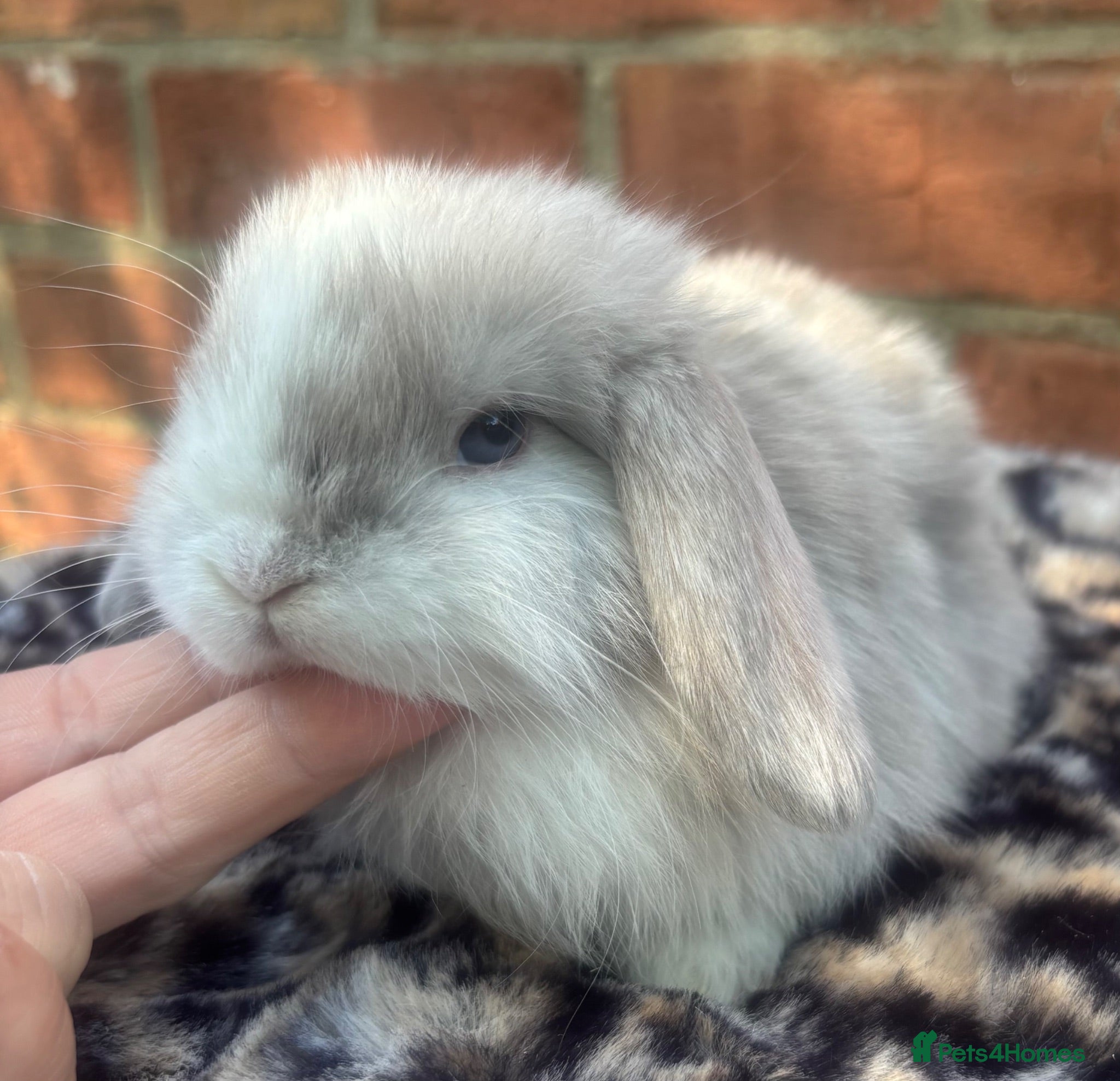 Mini Lop rabbits Pedigreed pure bred mini lops  - Advert 4