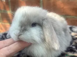 Mini Lop rabbits Pedigreed pure bred mini lops - Advert 4