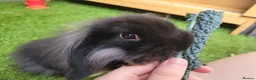 Mini Lop rabbits for sale: Beautiful Mini Lion Lop - READY TO LEAVE - Advert 5