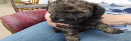 Poochon dogs for sale: Poochon Puppies - Advert 4