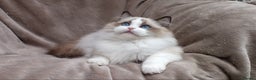 Ragdoll cats for sale: 2 RAGDOLL KITTENS TO GO TOGETHER CHAMPION IMP BL - Advert 22