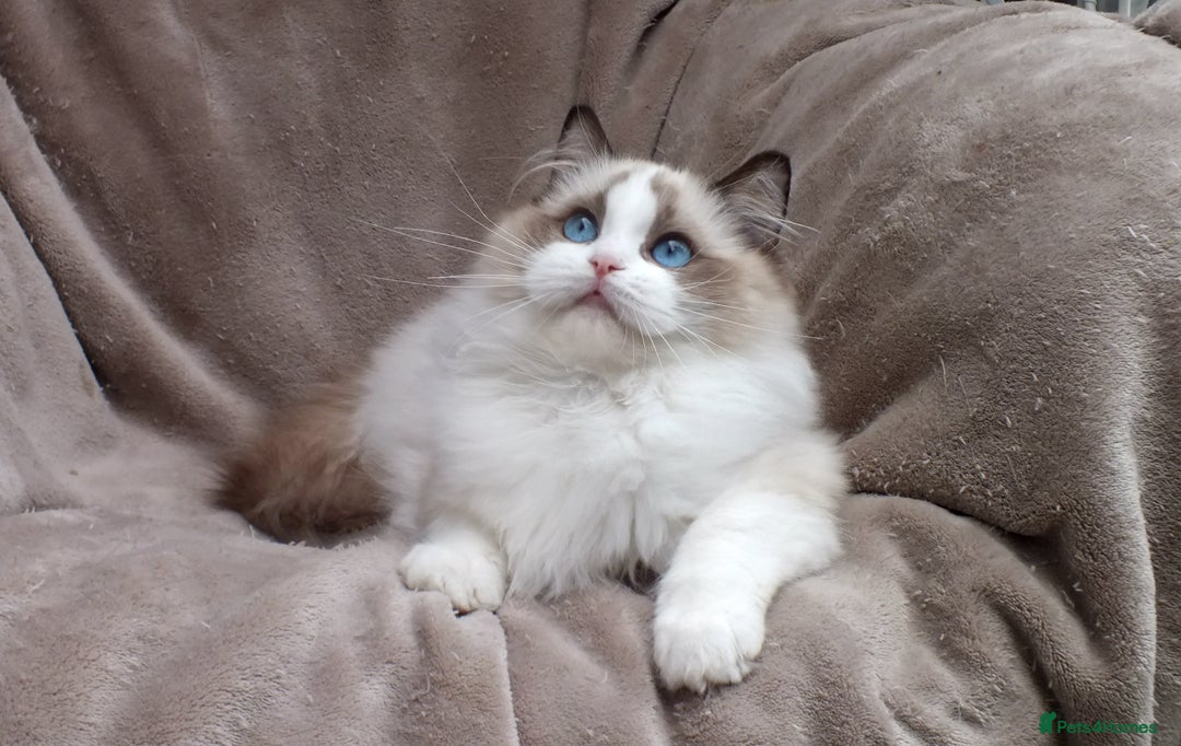 Ragdoll cats for sale: 2 RAGDOLL KITTENS TO GO TOGETHER CHAMPION IMP BL - Advert 22