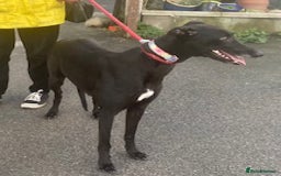 Greyhound dogs for adoption: Friendly young Dixie wants a loving forever home - Image 1