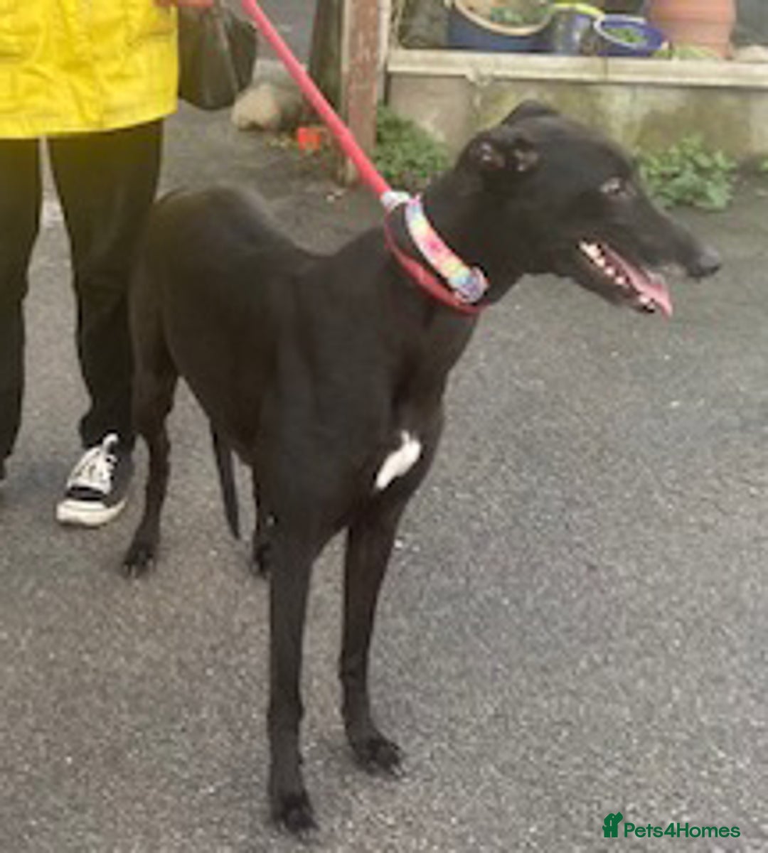 Greyhound dogs for adoption: Friendly young Dixie wants a loving forever home - Image 1