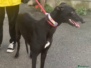 Greyhound dogs for adoption - Advert 2