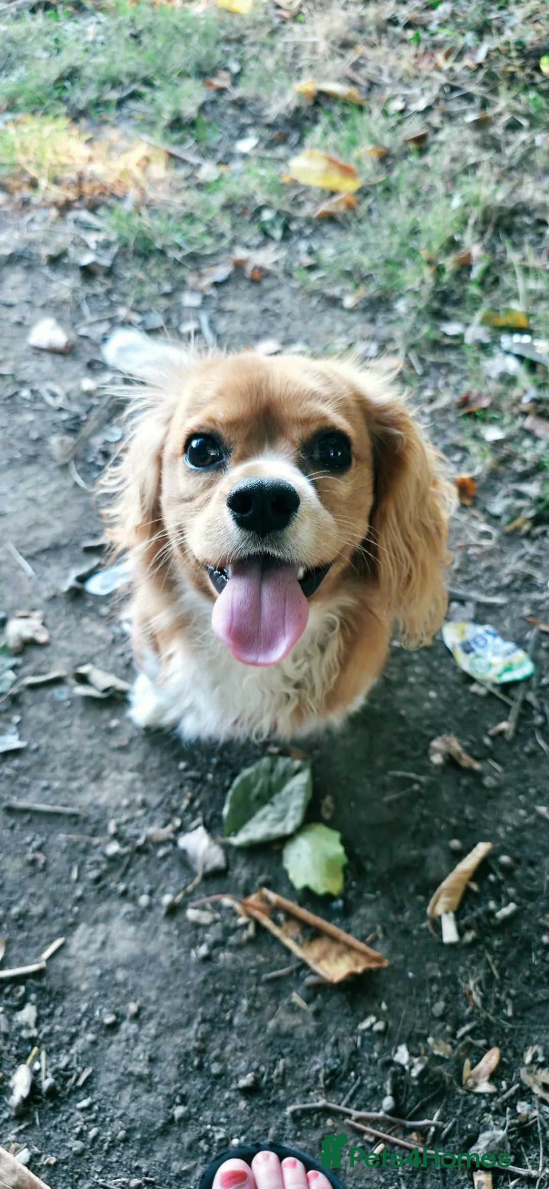 Cavalier King Charles Spaniel dogs for sale: 7 month old king charles spaniel in Littlehampton - Advert 14