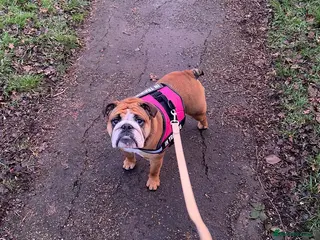 English Bulldog dogs KC British Bulldog puppies for sale - Advert 3