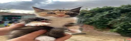 Mixed Breed cats for sale: Girl kitten - Advert 3