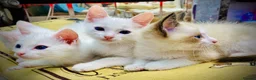 Ragdoll cats for sale: ragdoll kitten different eye colours  - Advert 13