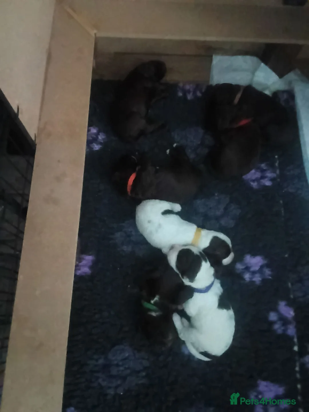 Sprocker dogs for sale: Beautiful Sprocker puppies for sale - Advert 2