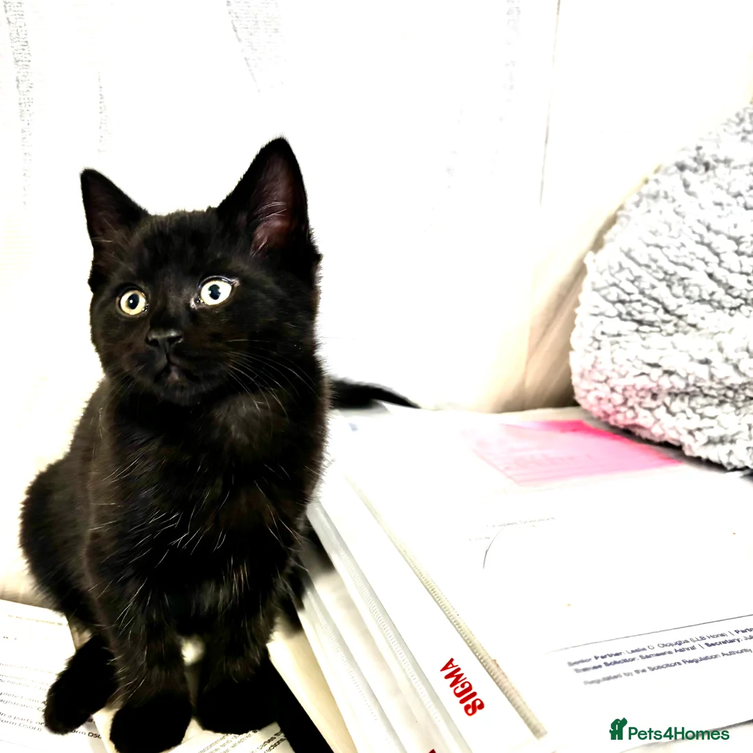 Mixed Breed cats for sale: Fluffy, playful kittens - Advert 12