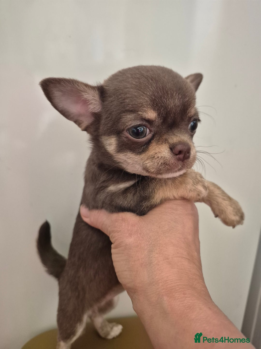 Chihuahua dogs for stud: KC lilac stud in Dagenham - Advert 25