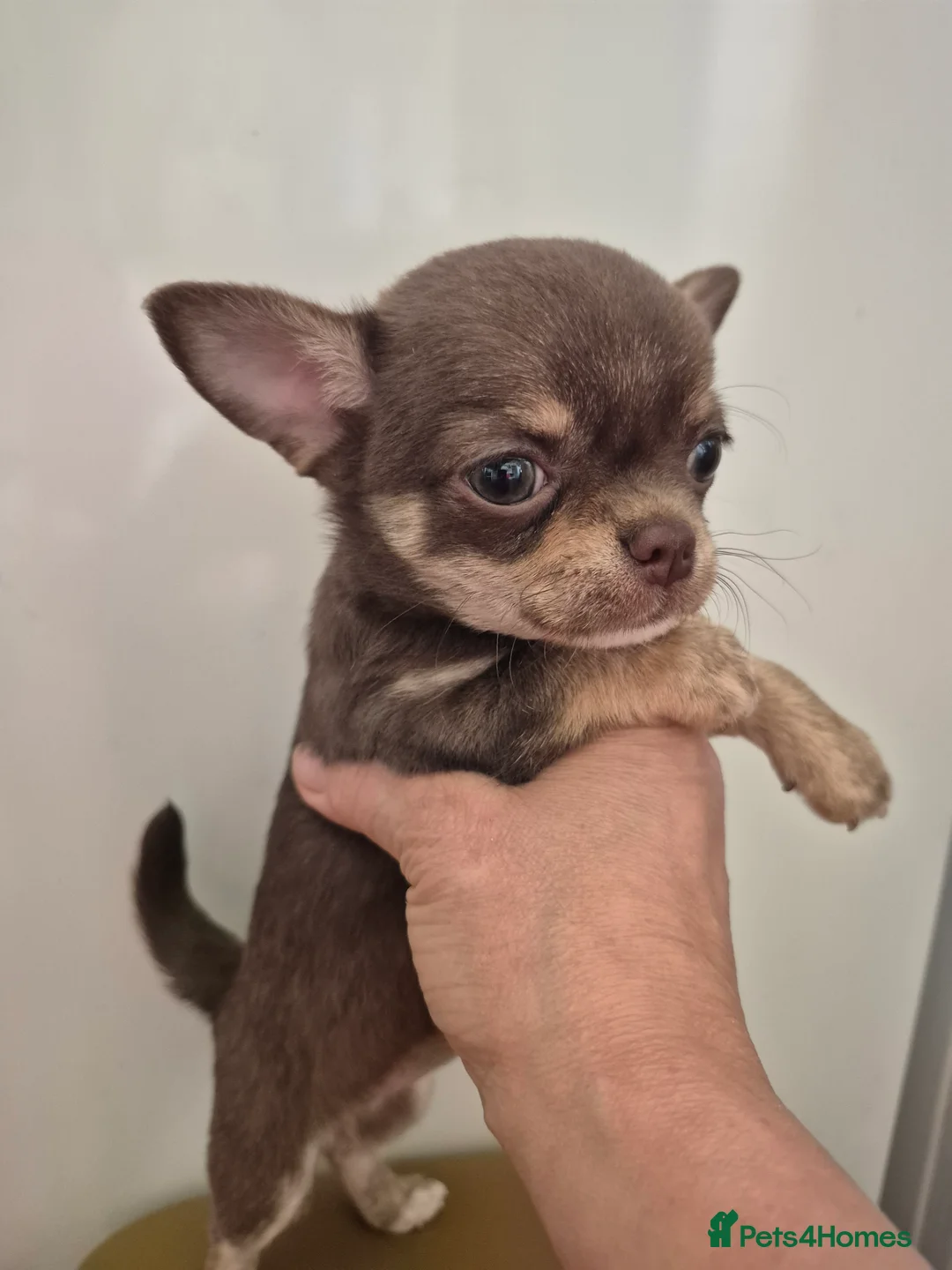 Chihuahua dogs for stud: KC lilac stud in Dagenham - Advert 25