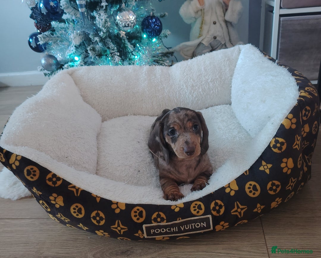 Miniature Dachshund dogs for sale: Miniature Dachshund Puppies Ready for Home - Advert 2