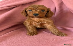 Cockapoo dogs for sale: Beautiful fox red cockapoo - Image 5