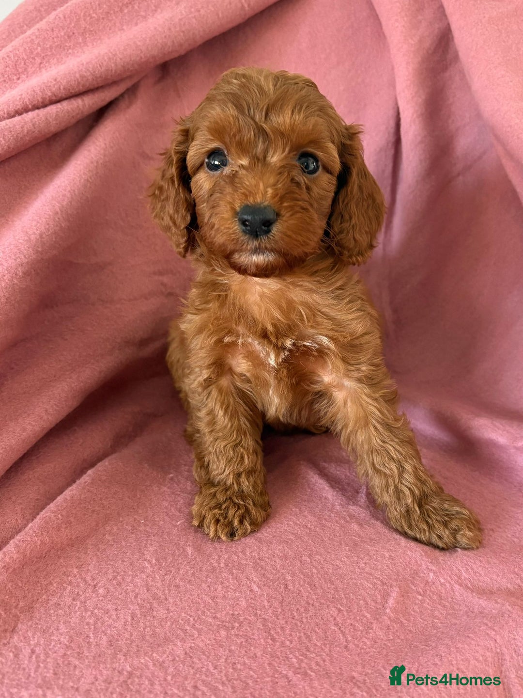 Cockapoo dogs for sale: Beautiful fox red cockapoo - Image 5