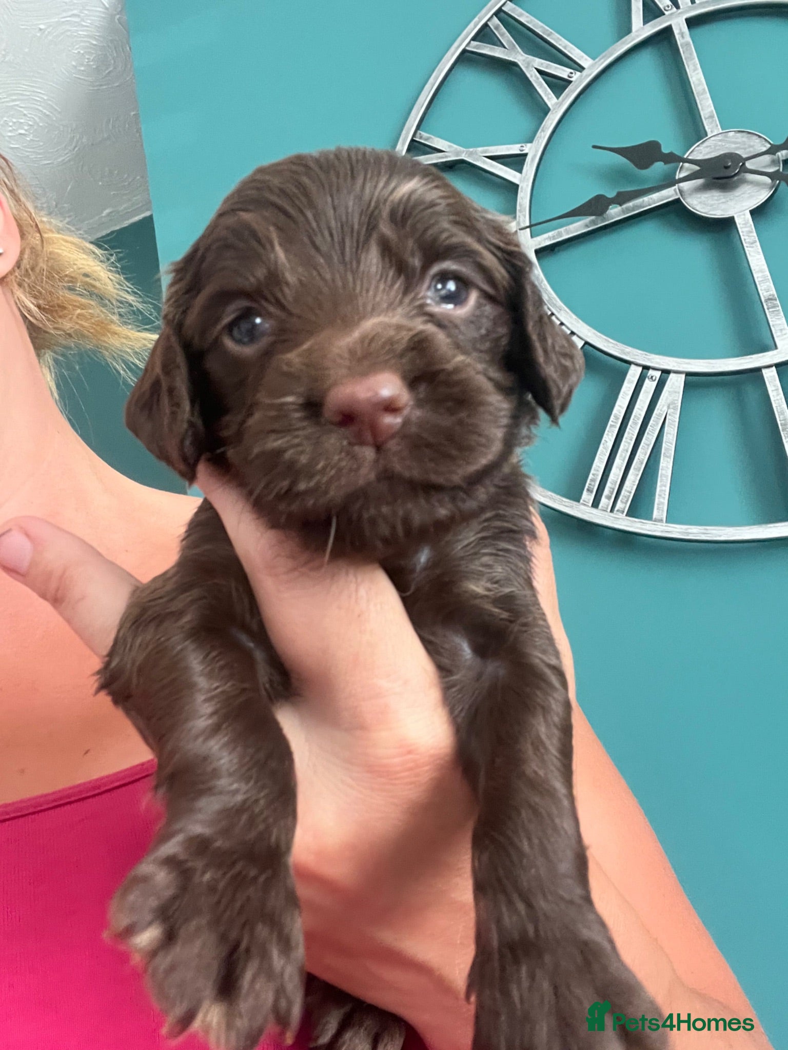 Cocker Spaniel dogs Extensively health tested working cocker spaniels  - Advert 1