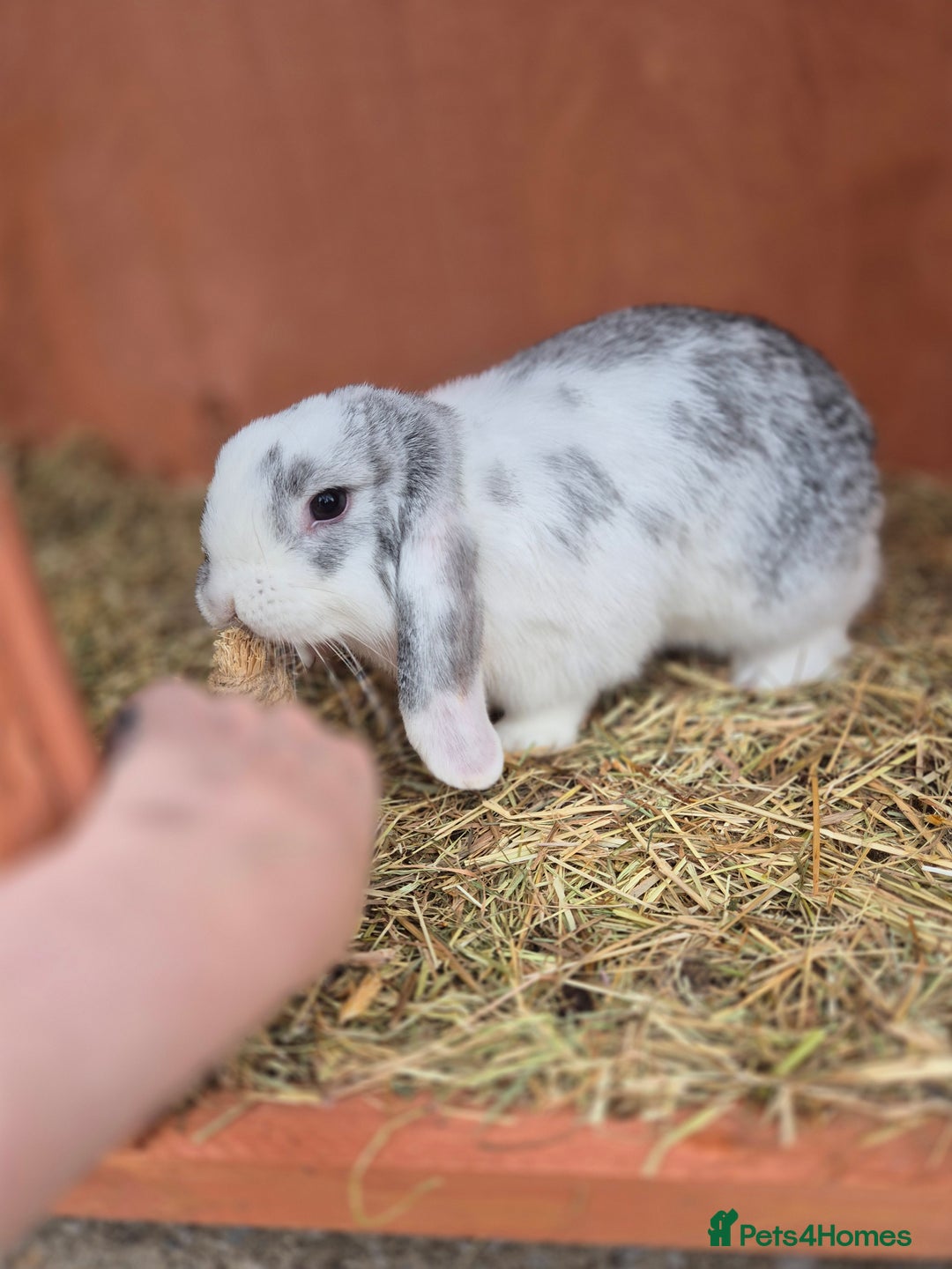 Mini Lop rabbits for sale: Loving male mini lop - Image 3